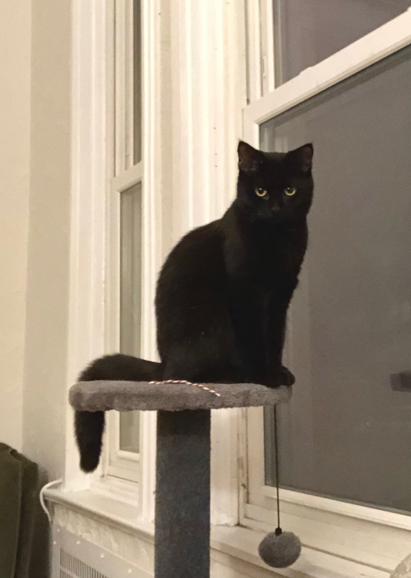 A black cat named Pinto sitting on top of her cat tree, looking directly and calmly at you with big round eyes.